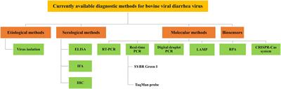 Diagnosis of bovine viral diarrhea virus: an overview of currently available methods